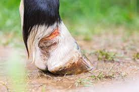 How to Handle a Horse Wound
