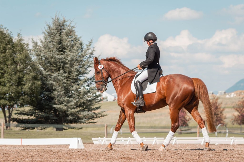 How To Become An Equestrian – What Does It Really Take?