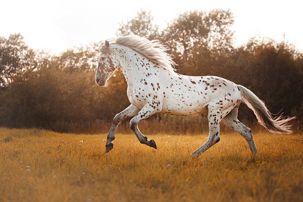 5 Most Popular Horse Breeds and Types of Horses