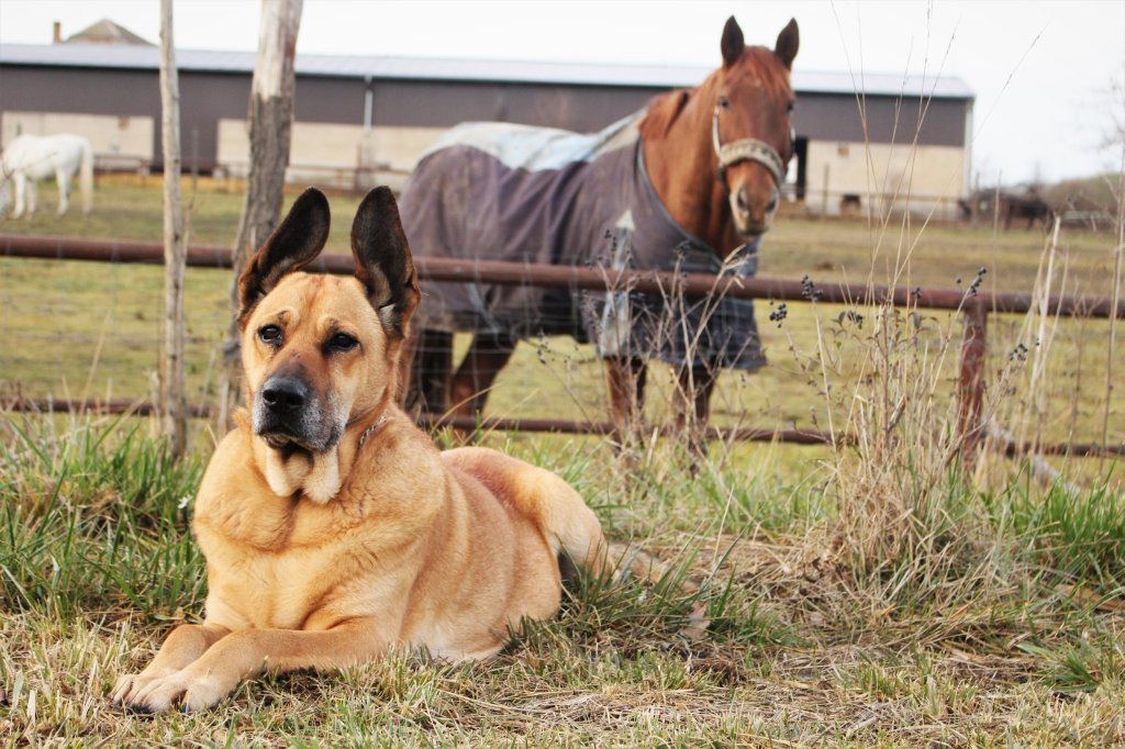 7 Best Dog Breeds For The Horse Stable