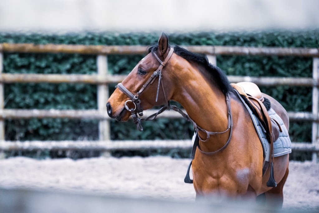 What Horse Breed is Right For Your Riding Style?