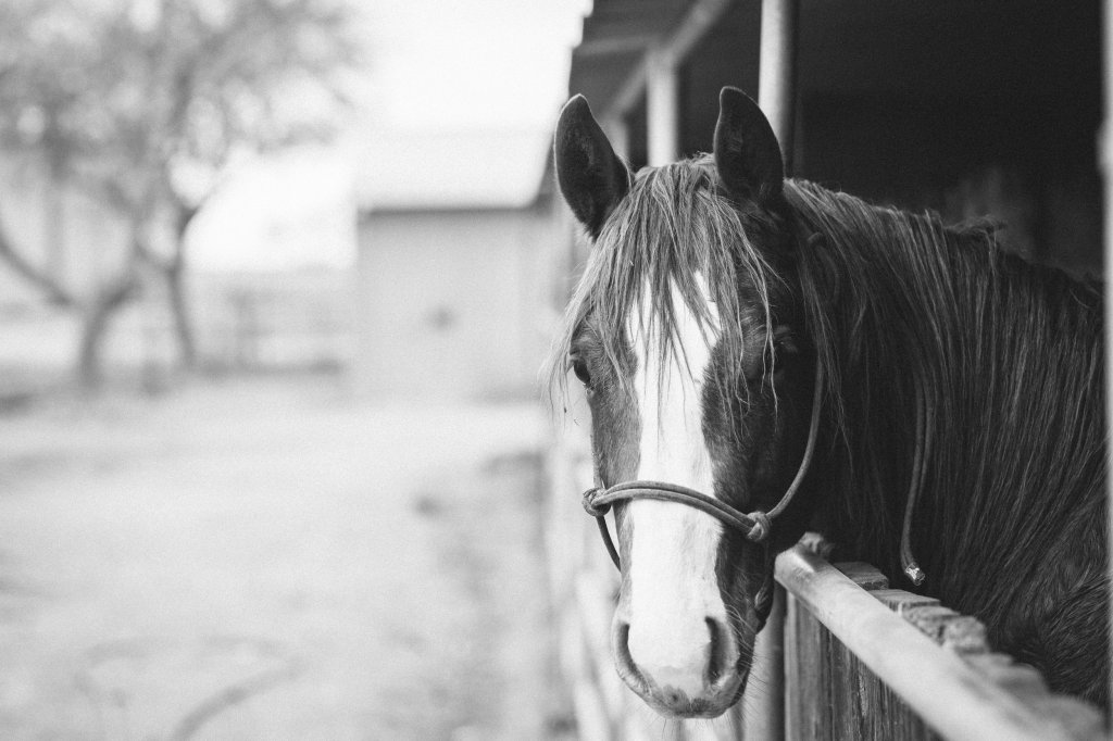 Decoding Equine Behavior: Unwanted Patterns and Solutions