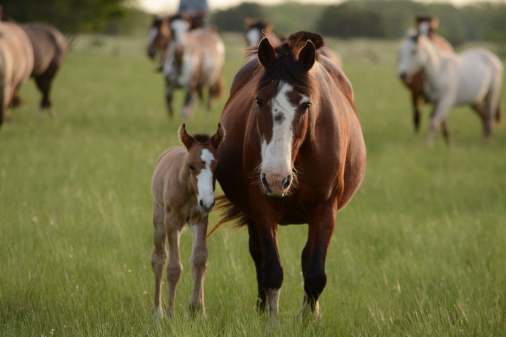How To Understand Your Horses Gut Microbiome