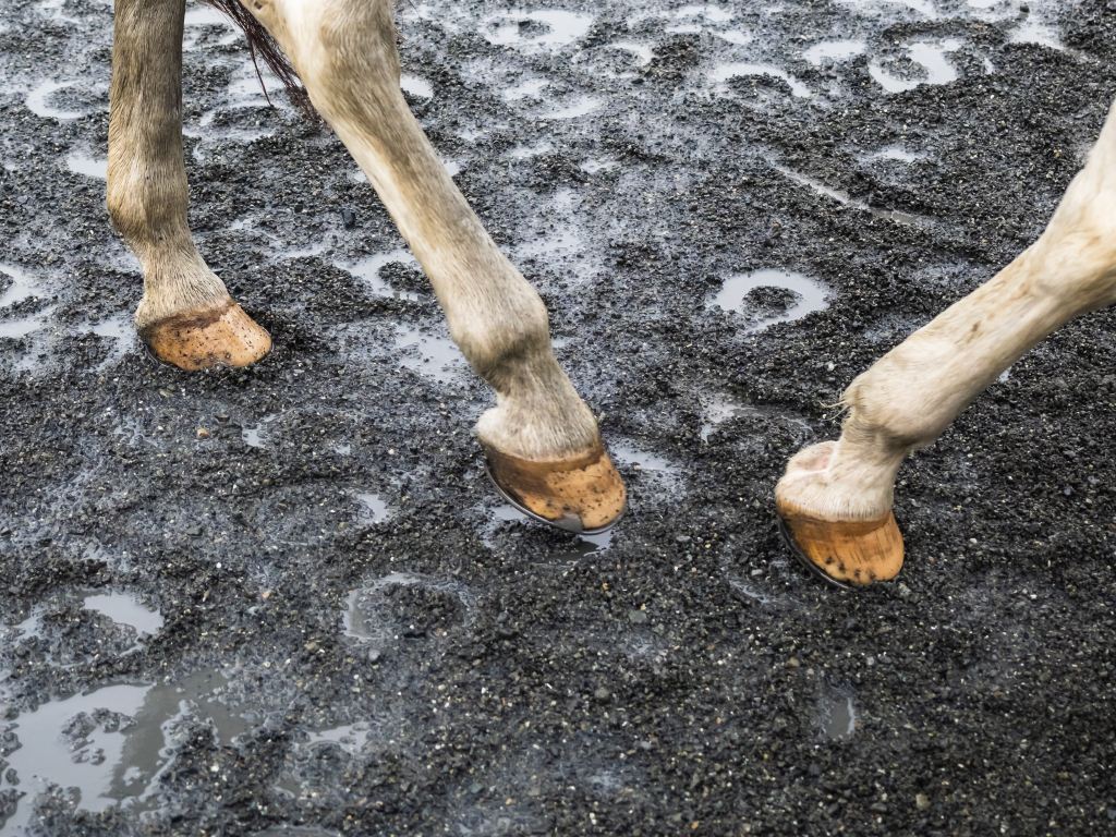Unraveling the Mysteries of Hoof Cracks in Horses