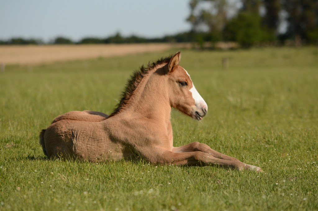 Hope Rises: Newborn Boosts Critically Endangered Horse Herd