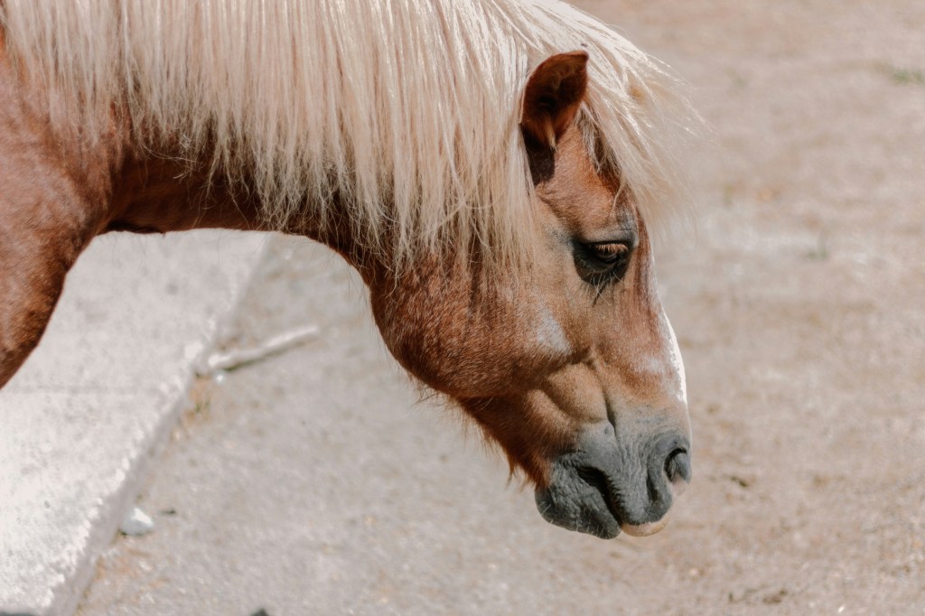 Turkish Equestrian Federation Praises Kids Pony League’s Impact